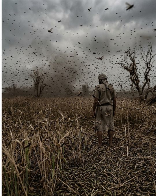 Plague 8 Locusts (Exodus 10:1–20)