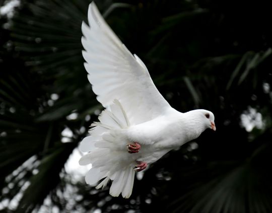 The Dove in the Bible Meaning and Symbolism