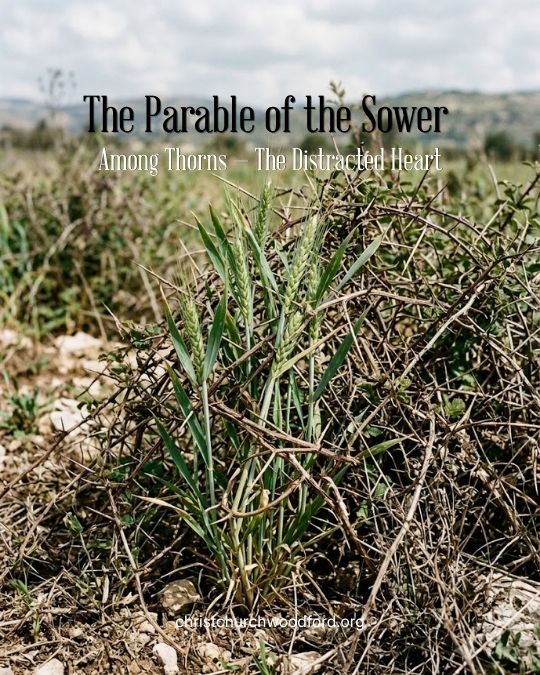 The Parable of the Sower Among Thorns