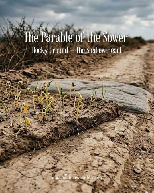 The Parable of the Sower - the rocky ground