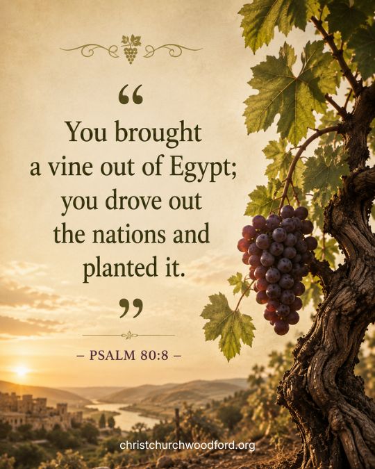 Psalm 80_8 vine symbolism in the Bible
